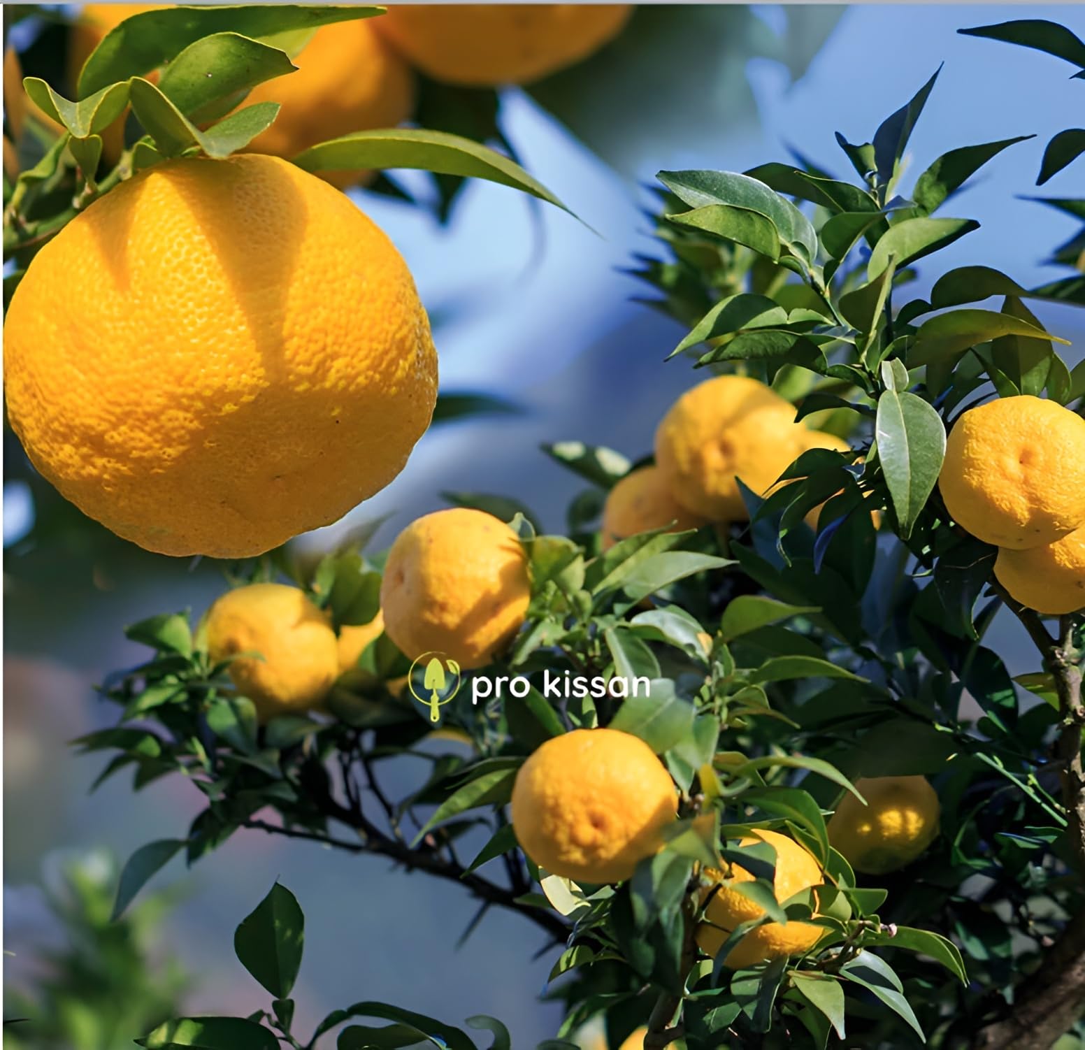 Pro Kissan® Live Grafted Orange Yuzu Lemon Plant – Fruiting Citrus